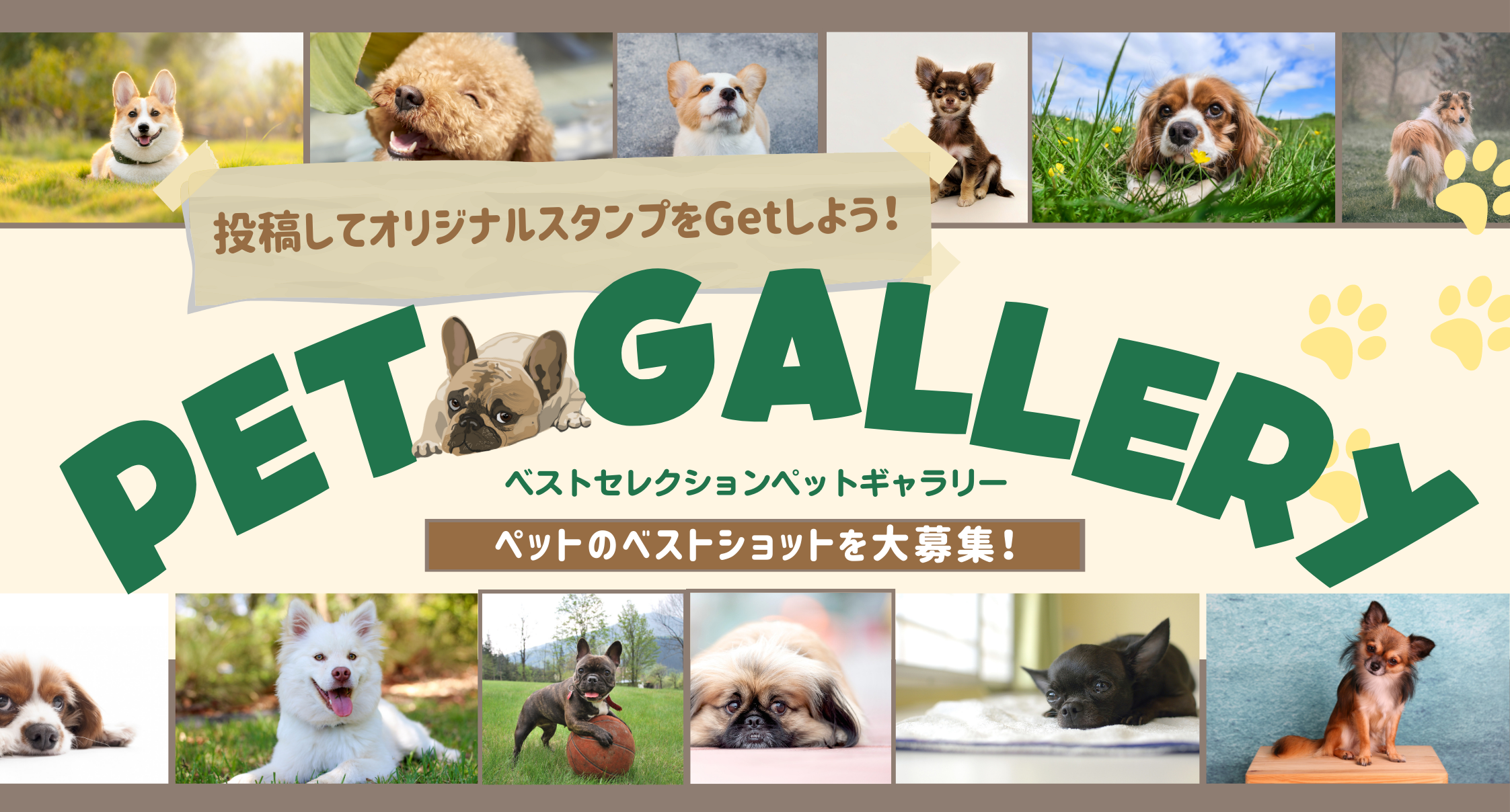 Pet Gallery